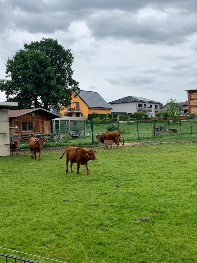 Ferienwohnung Zur Dexter-Zucht Coswig Coswig  Exterior foto